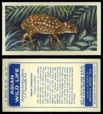 Indian Chevrotain #37 Asian Wild Life 1962 Brooke Bond Tea Card