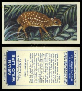 Indian Chevrotain #37 Asian Wild Life 1962 Brooke Bond Tea Card