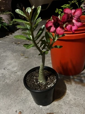 Planta Adenium Obesum - Planta viva rosa rosa del desierto - Envío con raíces desnudas Foto 1 de 4
