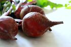 Beet Seeds- Detroit Dark Red- 100+ Seeds       Combined Shipping $1.69 Per Order