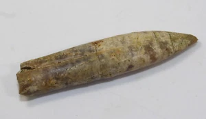 Belemnit, Conohibolites minaretiformis, Kreide, Barreme, Canjuers, FRA -c597 - Picture 1 of 5