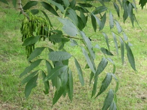 Common Ash (Fraxinus Excelsior) 25 Fresh Seeds - Picture 1 of 3