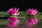 PINK SENSATION  UK HARDY WATER LILY SMALL POND PATIO / BALCONY TUB PLANT