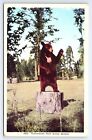 Postcard Yellowstone Park Stump Speaker Bear Wyoming Wy