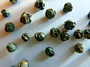 POIVRE NOIR DE LAMPONG 25 g Saveur fraîche, boisée avec une note de girofle - Imagen 1 de 3