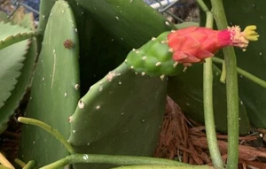 5 Live Rooted Pear Cactus Pads, Paddles, Pink Bloom, Sun/Drought Tolerant - Picture 1 of 11