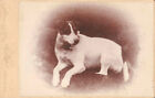 Jack Russell Terrier  -To The Prince Of Wales - The Queen Of Spain  On Back- Cc