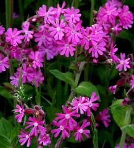 200 Pcs  Lychnis Viscaria Catchfly Flower Seeds/Catchfly Pink Flower (FL376)