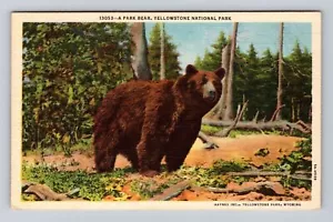 Yellowstone National Park, Park Bear, Series #13053 Vintage Souvenir Postcard - Picture 1 of 2