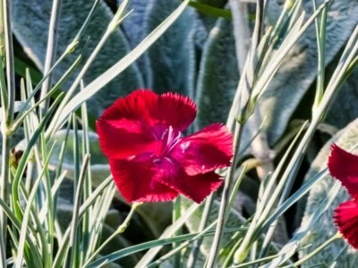 75 SEMILLAS ROSAS DONCELLA | VENTA 2026 ENVÍO GRATIS RELIQUIA NO TRANSGÉNICA Foto 1 de 2