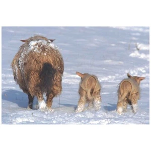 LAMB COAT WOOLOVER WOOL LAMB COVER WARM SHEEP JACKET RUG VEST FOR NEWBORN LAMBS - Picture 1 of 2