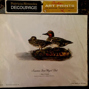 Vintage J. J. Audubon Birds American Green Winged Teal Art Print NOS Cottagecore - Picture 1 of 5