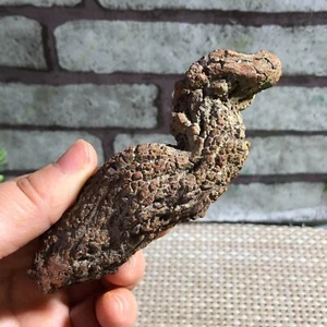 Muestras minerales ásperos estiércol dinosaurio coprolito 129 g d169 - Imagen 1 de 9