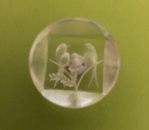 Rare Antique Vintage 1930s Lucite Love Bird Button 22mm (7/8 Inch) Metal Loop - Picture 1 of 2