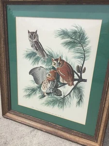 Antikes KUNSTWERK gerahmtes Vintage Bild KLEINE KREISCHEULEN in JERSEY KIEFERN  - Bild 1 von 11