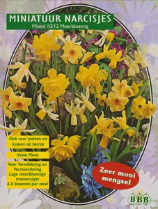 Nr. 402- Botanische Narzissen Mischung, Großpackung, Höhe ca. 20cm, 25 Zwiebeln - Bild 1 von 1
