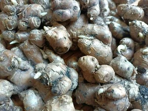 BLACK GINGER PLANT,KAEMPFERIA PARVIFLORA Krachai Dam Thai Herb 10 Bulbs - Picture 1 of 4