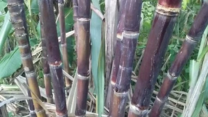 8 X Badila organic sweet chewing Black/Purple Sugar Cane cuttings , bulk lot - Picture 1 of 12