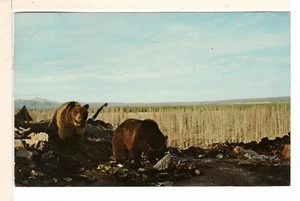 Chrome Postcard Yellowstone National Park WY Bears Feeding on Garbage-PP5 - Picture 1 of 2