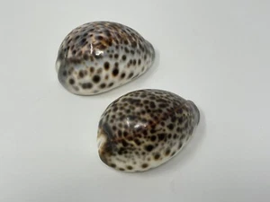 Cypraea Tigris 2er-Set ~ 3 Zoll natürliche Tiger Kaurimuscheln Kunsthandwerk Stranddekoration - Bild 1 von 13