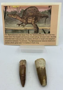 Spinosaurus Teeth Dinosaur F0SSIL Before T Rex Cretaceous K348 - Picture 1 of 3