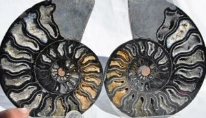 Large Black Ammonite PAIR Deep Crystals 110myo FOSSIL XXLarge 152mm 5.9" 9316ee - Picture 1 of 8