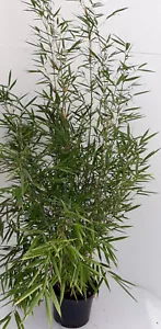2 Bambus, Fargesia Campbell, Höhe: 110-120 cm, winterhart, immergrün + Dünger - Bild 1 von 1