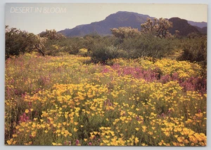 Postcard Pink Clover & Gold Poppies Organ Pipe Cactus National Monument Arizona - Picture 1 of 2