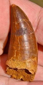 Dinosaur Fossil Tooth, Carcharodontosaurus 2.0", from Morocco #2 - Picture 1 of 8
