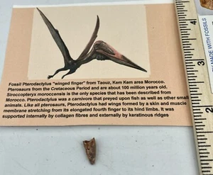 Pterosaur Pterodactyl 3/8” T00TH Dinosaur F0SSIL not T Rex Cretaceous PM4 - Picture 1 of 3