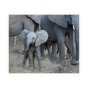 Impresión En Lienzo En Papel Póster O Cuadro Bennion Scott Joven Elefante - Imagen 1 de 2