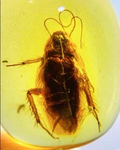 Cretaceous Fossil Burmese amber burmite cockroach insect amber Fossil Myanmar - Picture 1 of 5