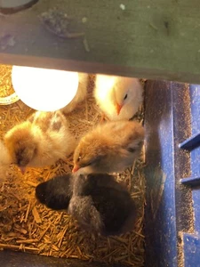 Gender Sexing,Magnetic Tester for ALL Birds Hatching Eggs, Humans And Reptiles - Picture 1 of 7