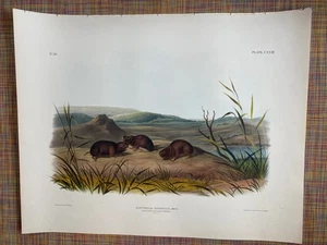 Audubon Arvicola Borealis, RICH. Northern Meadow Mouse,Imperial Folio Quadruped - Picture 1 of 1