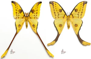 Argema mittrei-PAIR,GIANT MOTH, UNMOUNTED - Picture 1 of 1