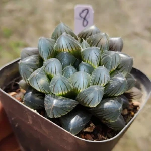 4cm Haworthia koelmaniorum var. mcmurtryi Live Plants Beautiful Garden Cactus - Imagen 1 de 11