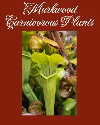 🔥 SINGLE DIVISIONS Sarracenia alata Yellow Live Pitcher Plant SHIPS BAREROOT! - Image 1 of 4