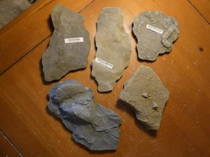 Ichnofossils Five Traces of Trilobite Life - Picture 1 of 12