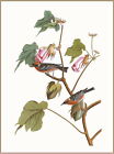 99126 Bay Breasted Warbler Bird Birds Watching Wall Print Poster UK