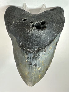 6 INCH LONG REAL MEGALODON SHARK TOOTH CERTIFIED FOSSIL GIANT GENUINE MEG BIG - Picture 1 of 5