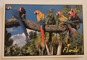 The Macaws Florida cartolina d'epoca mai usata XL4 - Foto 1 di 2