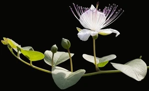 30 Samen Echter Kapernstrauch (Capparis spinosa), essbare Kapern ernten, Kaper - Bild 1 von 2