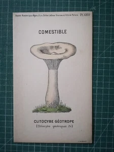 yv088 mycologie dessin champignon J Poirault circa 1910 Clitocybe géotrope - Imagen 1 de 2