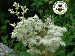 Meadowsweet White Wild Perennial Flower Seeds Meadow Sweet Ideal for Damp ground - Picture 1 of 5