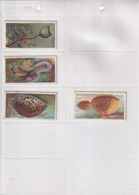 PLAYER'S - WONDERS OF THE DEEP - NO. 49 COWRY - TYPE CARD - ISSUED 1904 - Image 1 of 2