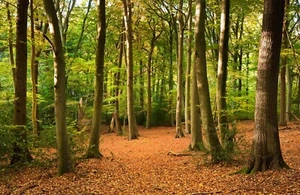 Fototapete-WALD-(4838)-VLIES-Tapete-Wandbild-Baum Woodside XXL - Bild 1 von 3