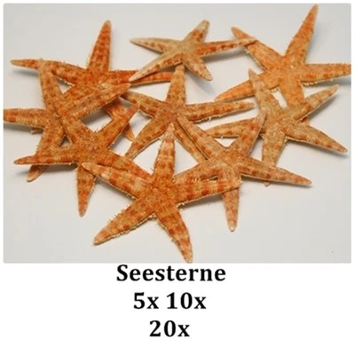 5x 10x 20x Echte Seesterne Deko fürs Bad Seestern Getrocknet Sommerdeko