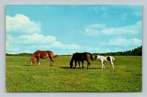 Vollblüter Pferde Postkarte unbenutzt - Bild 1 von 2