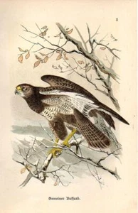 1899 HOFFMANN BIRDS CHROMOLITHOGRAPH common buzzard - Picture 1 of 3