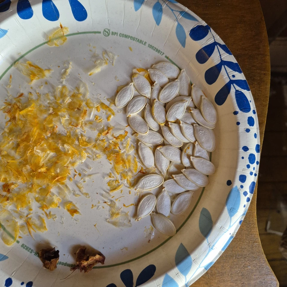 Pumpkin Seeds - Image 1 of 1